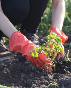 Two hands wearing red gloves that are planting a small green plant in brown soil. 